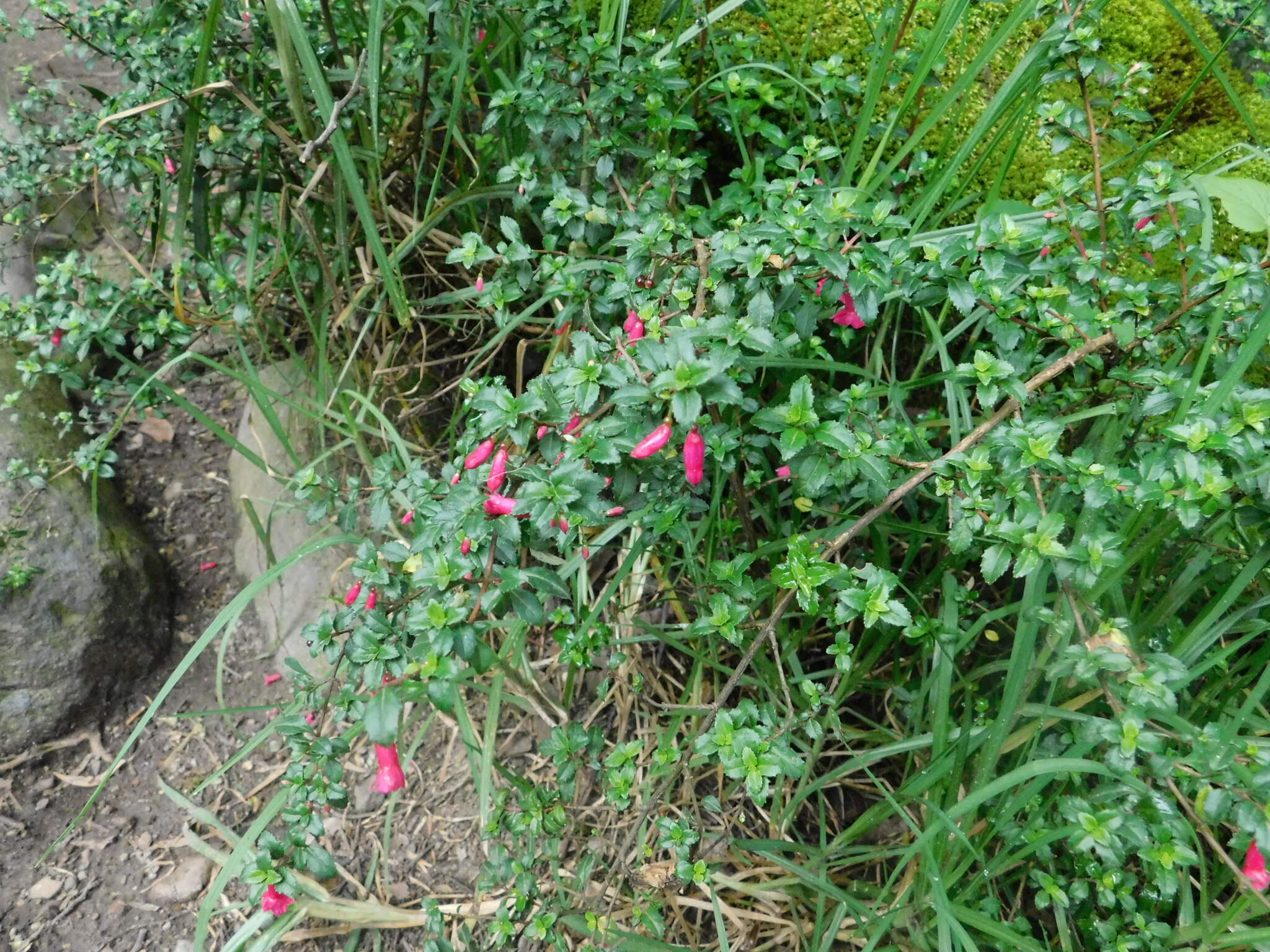 Fuchsia microphylla